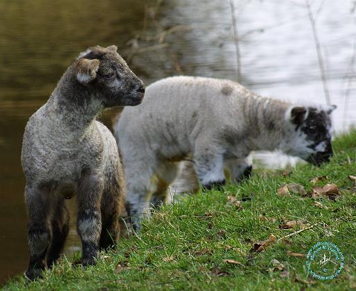 Lambs 9R12D-12.JPG